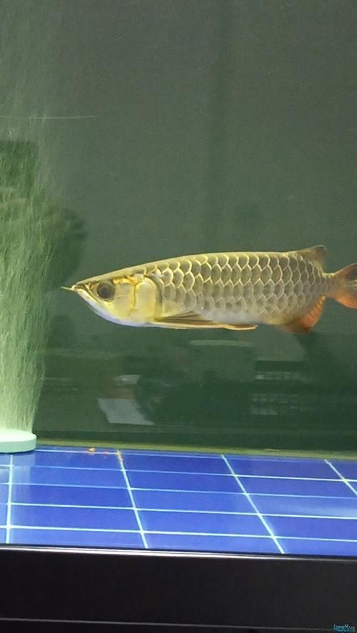 龍魚(yú)溶鱗初期圖片