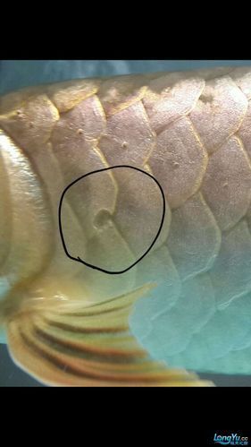 龍魚(yú)溶鱗初期圖片