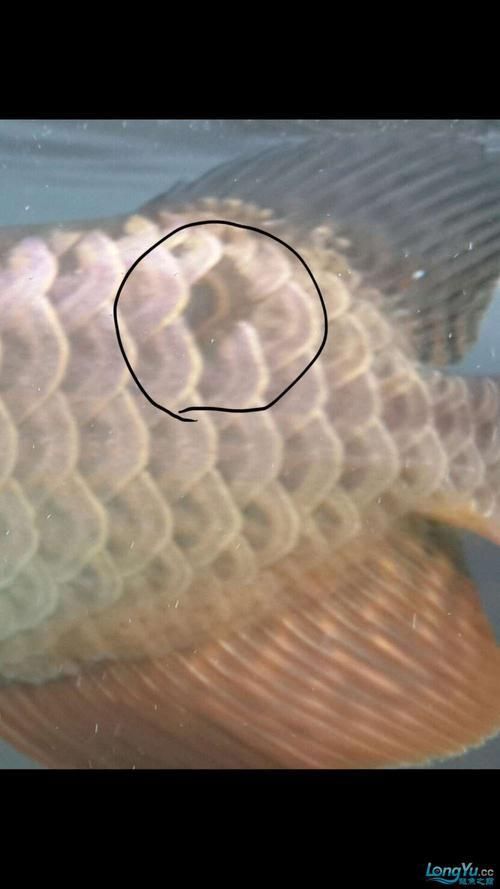 龍魚(yú)溶鱗初期圖片