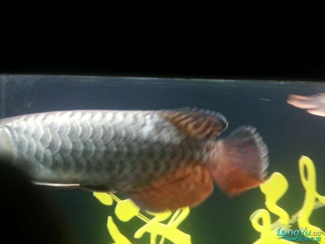 龍魚(yú)溶鱗初期圖片