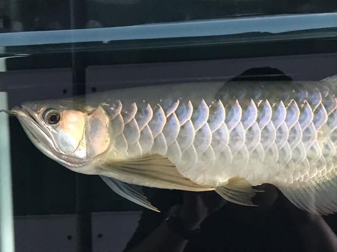 龍魚(yú)溶鱗初期圖片