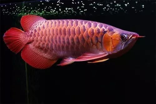 如何促進(jìn)龍魚(yú)發(fā)色的方法：龍魚(yú)發(fā)色怎么辦？