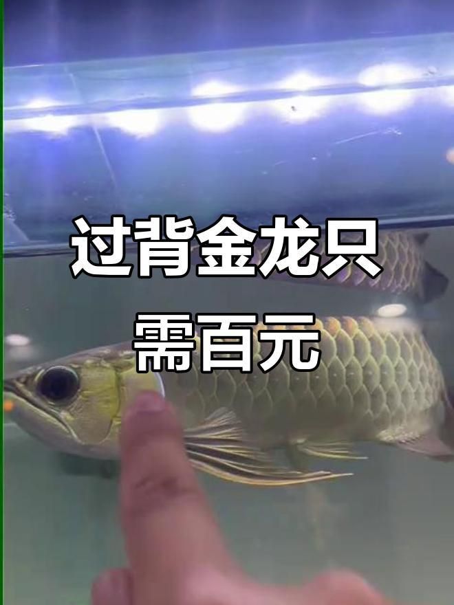 過背金龍魚的價格范圍