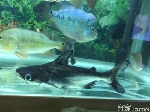 龍魚可以和成吉思汗鯊魚養(yǎng)嗎一起養(yǎng)嗎