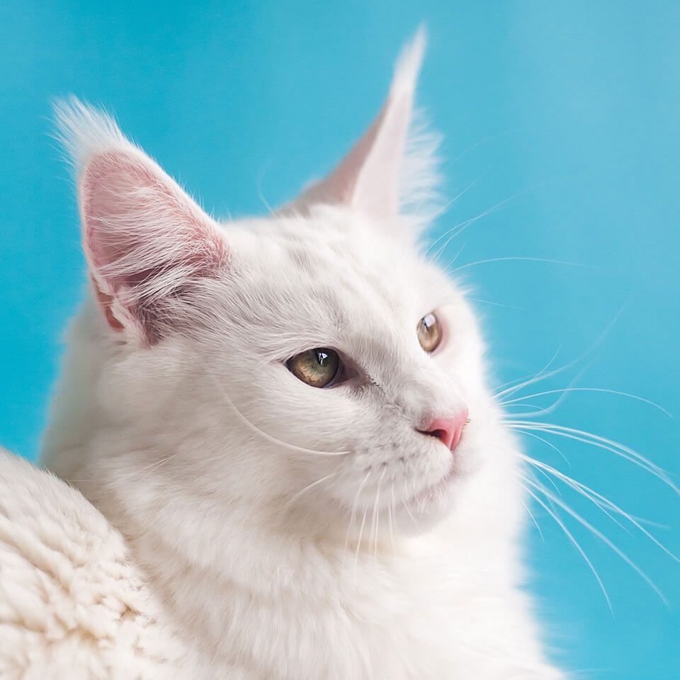 龍魚交叉感染怎么治療