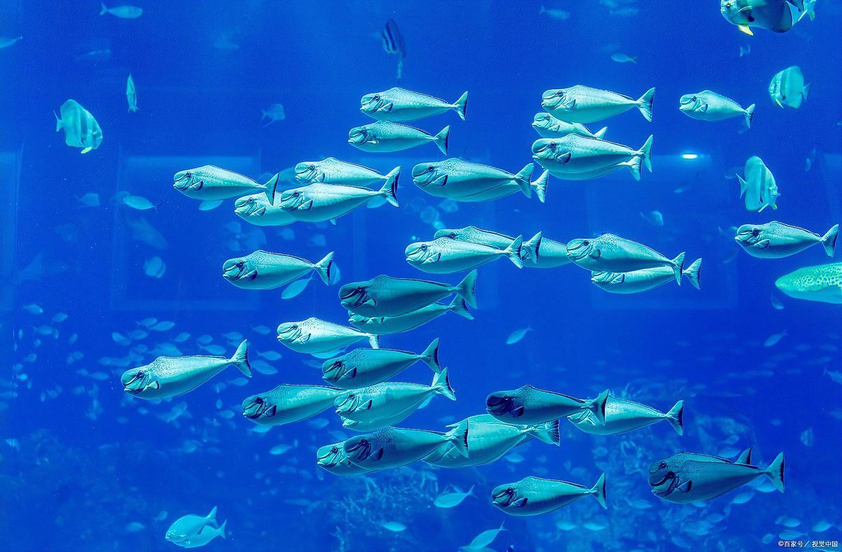 金龍魚(yú)白眼病治療幾天可以喂食