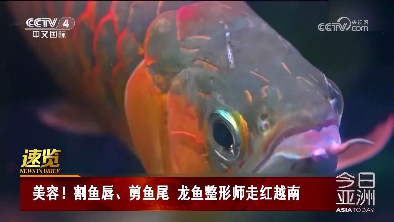 龍魚掉眼手術費用大概是多少？