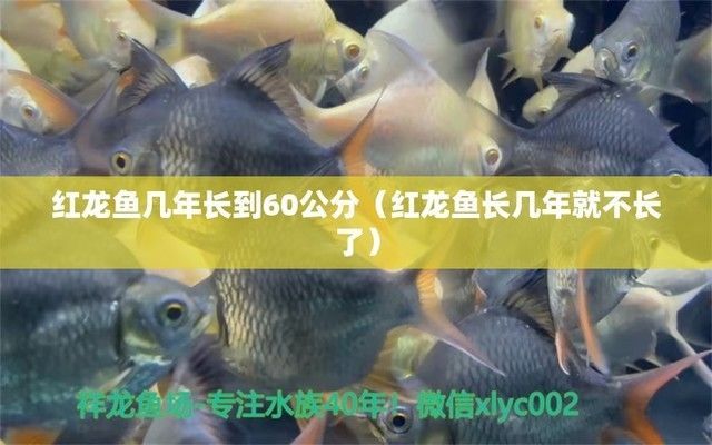 紅龍魚成長(zhǎng)（紅龍魚成長(zhǎng)周期受到多種因素影響，紅龍魚長(zhǎng)壽飼養(yǎng)技巧分享）