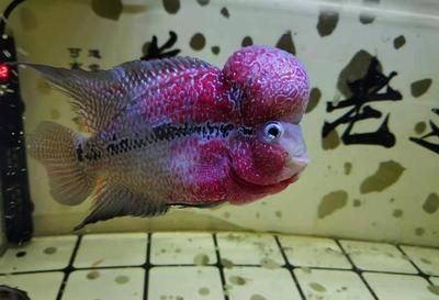 紅龍魚能和鸚鵡魚混養嗎：紅龍魚和鸚鵡魚可以混養嗎，紅龍魚能和鸚鵡混養嗎