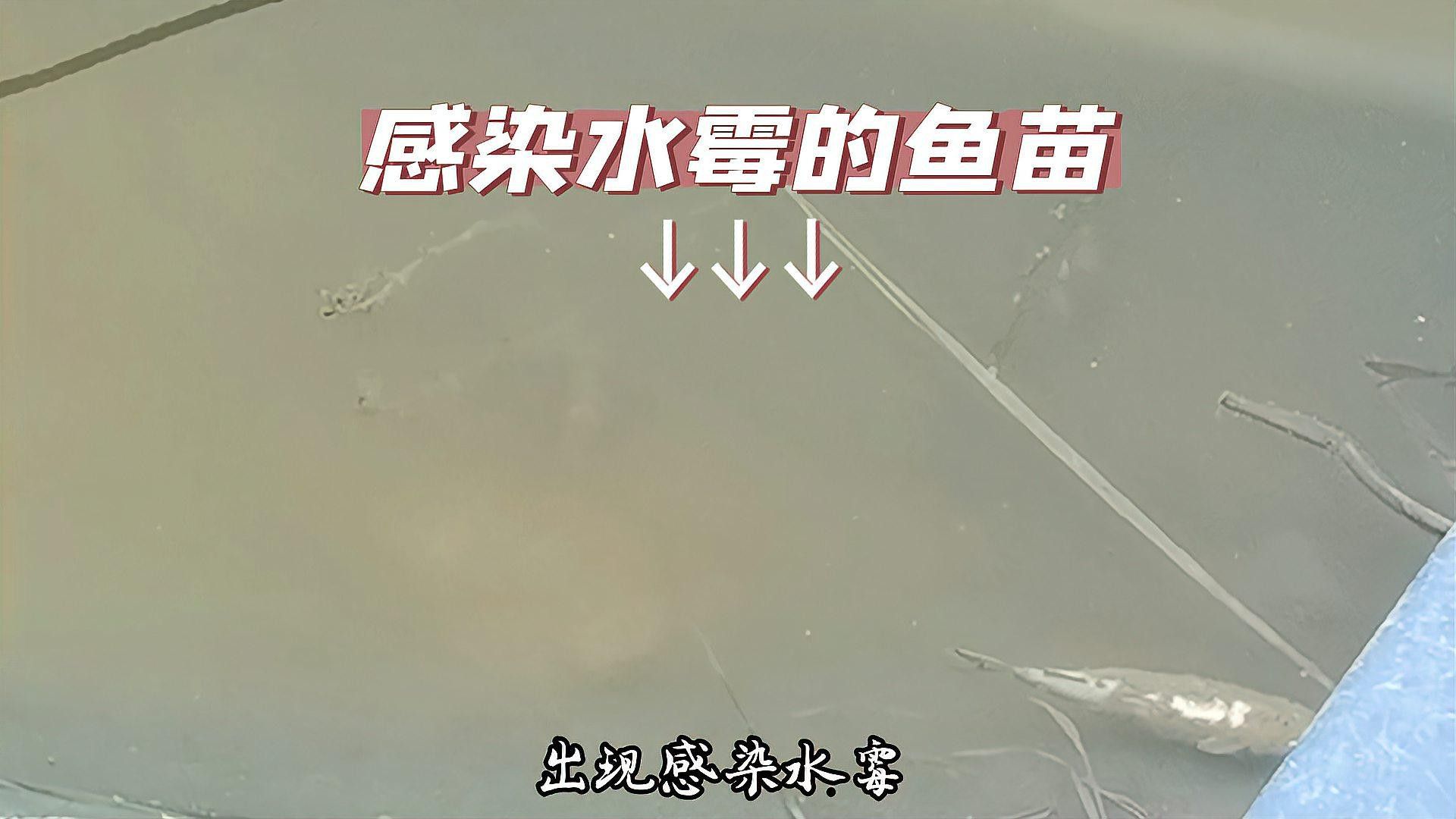 如何預防龍魚鰓蓋白色絮狀物再次出現？