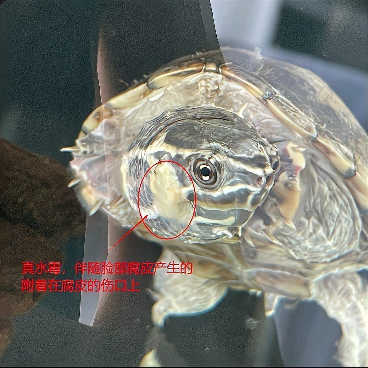 如何預防龍魚鰓蓋白色絮狀物再次出現？