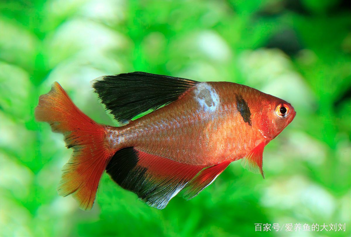 如何預防龍魚鰓蓋白色絮狀物再次出現？