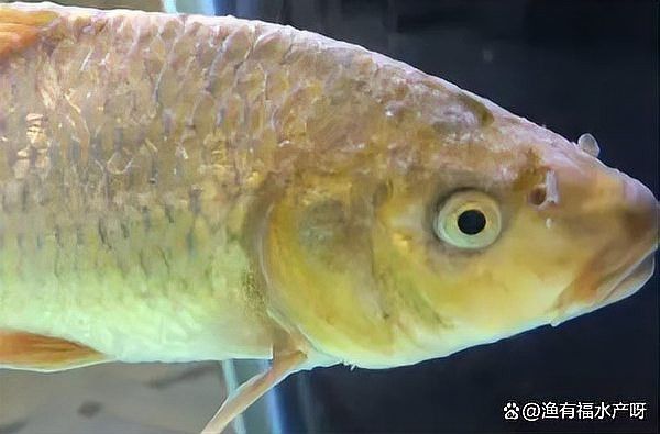 如何預防龍魚鰓蓋白色絮狀物再次出現？