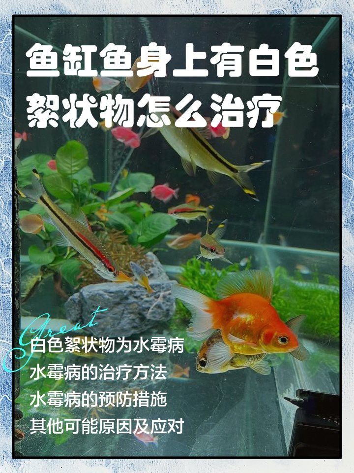 如何預防龍魚鰓蓋白色絮狀物再次出現？