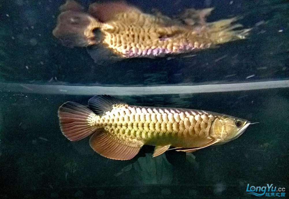 過背金龍魚多少錢一條啊價格表：過背金龍魚價格解析，一條過背金龍魚多少錢？