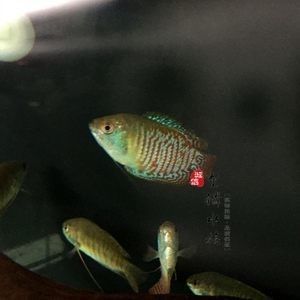 龍魚練手哪種好：銀龍魚、黃化銀龍魚、印尼紅龍魚適合初學者練習的龍魚品種 龍魚練手哪種好：銀龍魚、黃化銀龍魚、印尼紅龍魚適合初學者練習的龍魚品種 龍魚百科