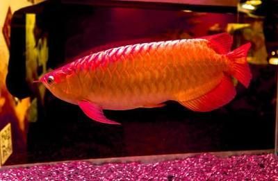 紅龍魚和金龍魚哪個貴（紅龍魚和金龍魚哪個更貴）