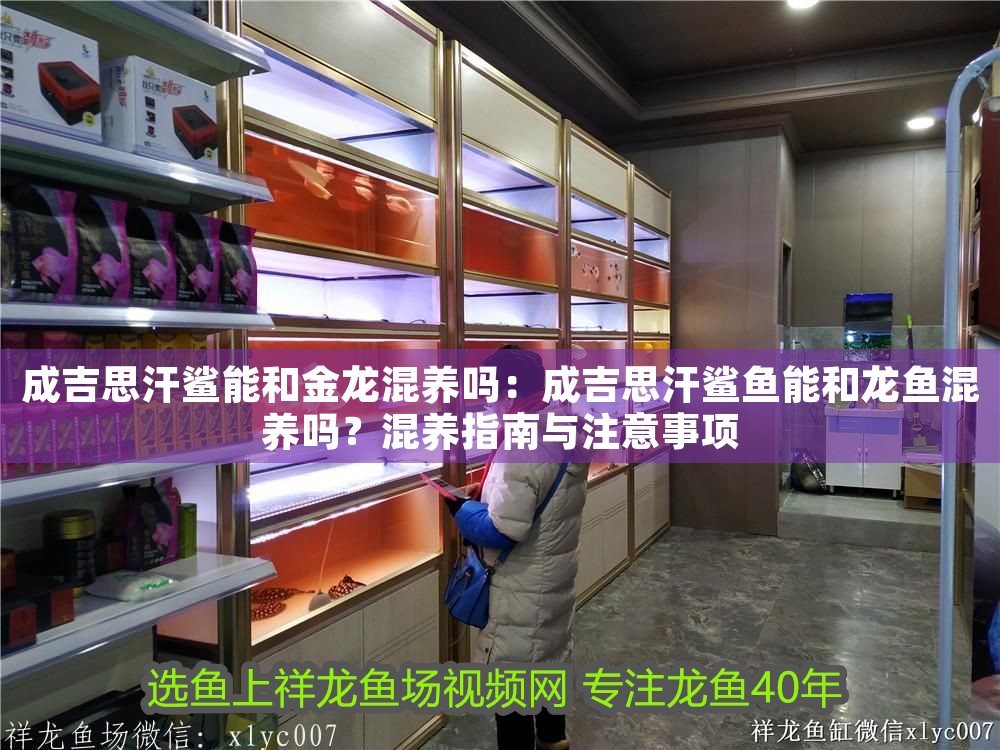 成吉思汗鯊能和金龍混養(yǎng)嗎：成吉思汗鯊魚能和龍魚混養(yǎng)嗎？混養(yǎng)指南與注意事項(xiàng)