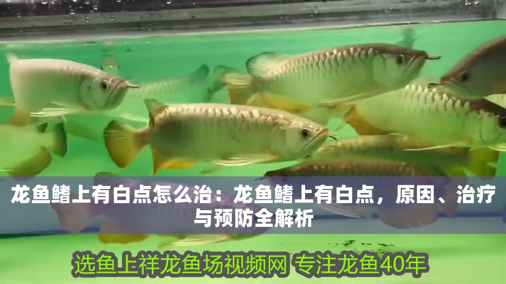 龍魚鰭上有白點怎么治：龍魚鰭上有白點，原因、治療與預(yù)防全解析
