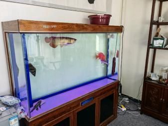 龍魚打包運輸3天能活嗎：龍魚在打包運輸中存活3天能活嗎