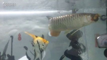 金龍魚喂蜈蚣有什么好處嗎：金龍魚喂蜈蚣有什么好處，金龍魚喂蜈蚣有什么好處嗎 金龍魚喂蜈蚣有什么好處嗎：金龍魚喂蜈蚣有什么好處，金龍魚喂蜈蚣有什么好處嗎 龍魚百科