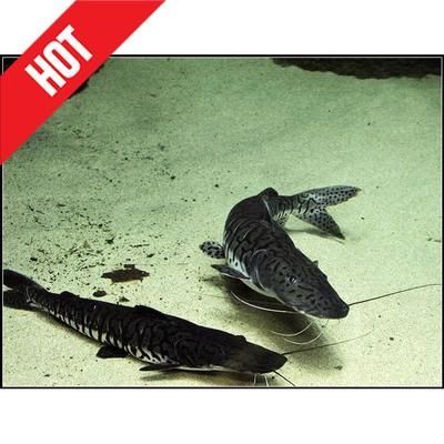 龍魚(yú)吃鴨子的視頻：關(guān)于龍魚(yú)吃鴨子的視頻 龍魚(yú)吃鴨子的視頻：關(guān)于龍魚(yú)吃鴨子的視頻 龍魚(yú)百科 第1張
