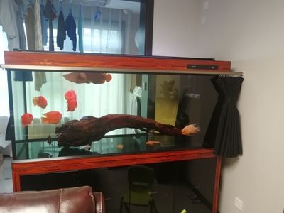 封缸治療龍魚掉眼要注意什（封缸治療龍魚掉眼注意事項）