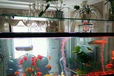 封缸治療龍魚掉眼要注意什（封缸治療龍魚掉眼注意事項）