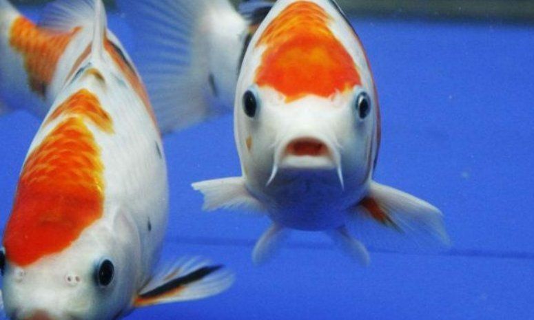 錦鯉一般人養7條好嗎