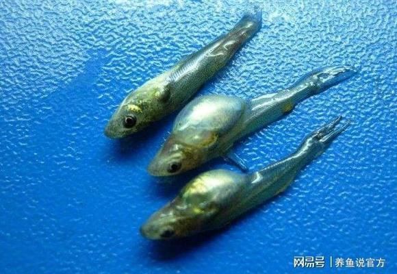 龍魚沉頭吐氣泡肛門拉氣泡：龍魚沉頭吐氣泡可能是由于多種原因引起的 龍魚沉頭吐氣泡肛門拉氣泡：龍魚沉頭吐氣泡可能是由于多種原因引起的 龍魚百科 第2張