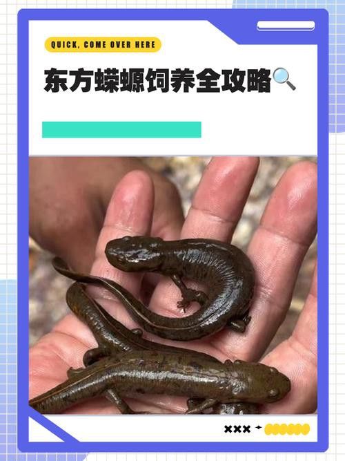 火龍魚可以和其他魚養在一起嗎圖片