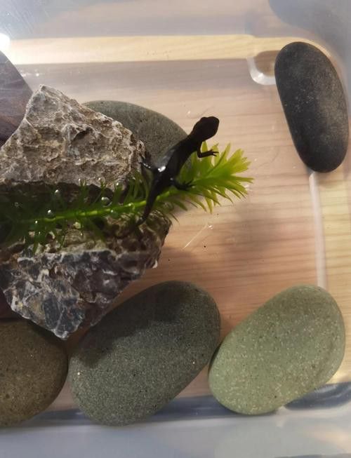 火龍魚可以和其他魚養在一起嗎圖片