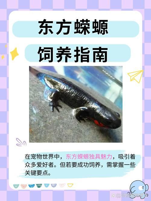 火龍魚可以和其他魚養在一起嗎圖片