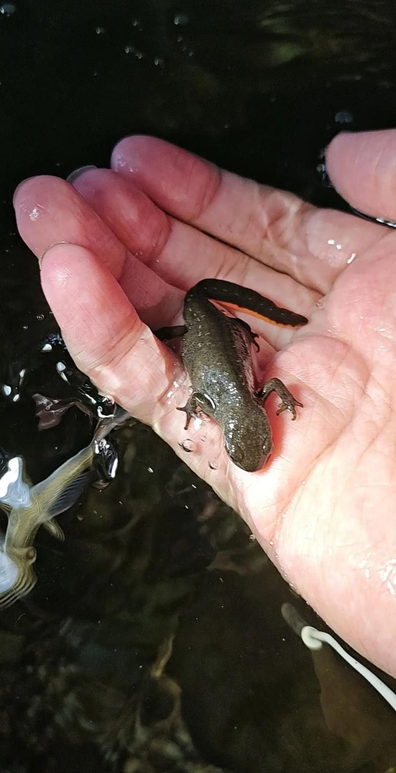 火龍魚可以和其他魚養在一起嗎圖片