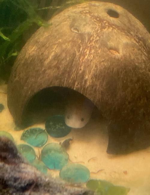 火龍魚可以和其他魚養在一起嗎圖片