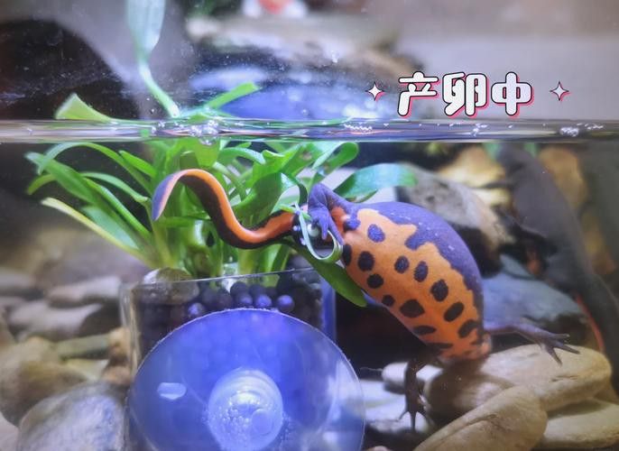 火龍魚可以和其他魚養在一起嗎圖片