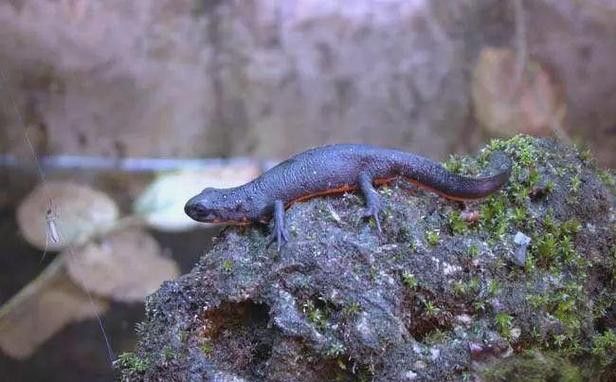 火龍魚可以和其他魚養在一起嗎圖片