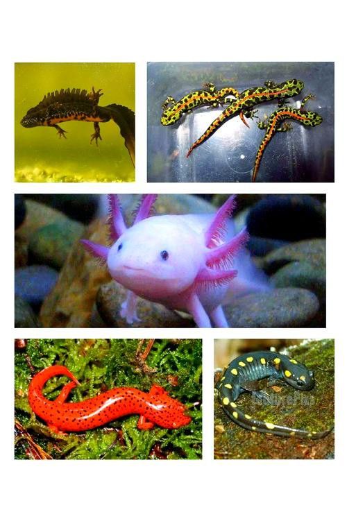 火龍魚可以和其他魚養在一起嗎圖片