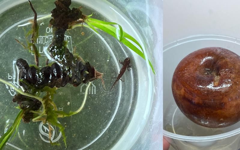 火龍魚可以和其他魚養在一起嗎圖片