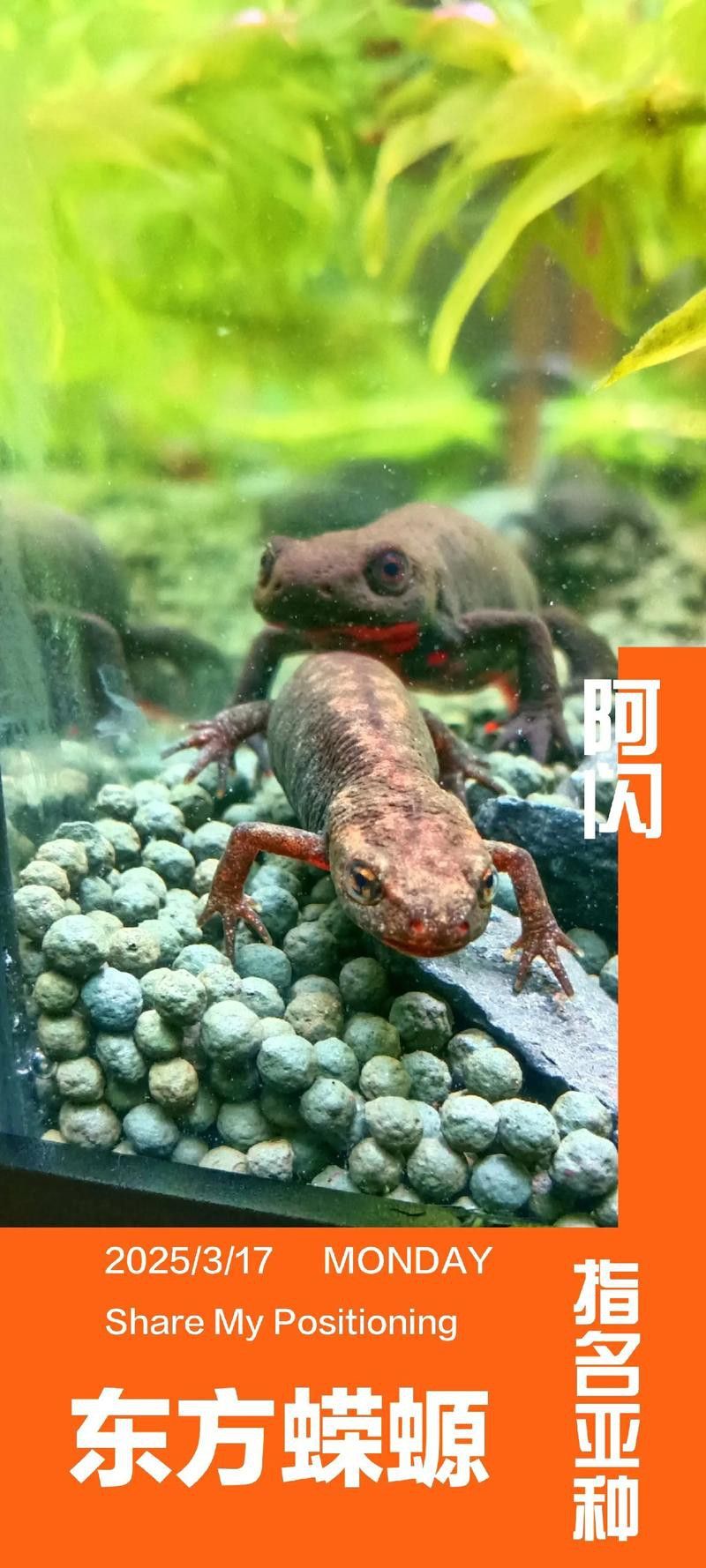 火龍魚可以和其他魚養在一起嗎圖片