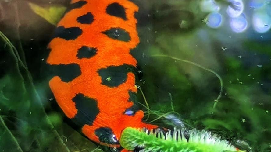 火龍魚可以和其他魚養在一起嗎圖片