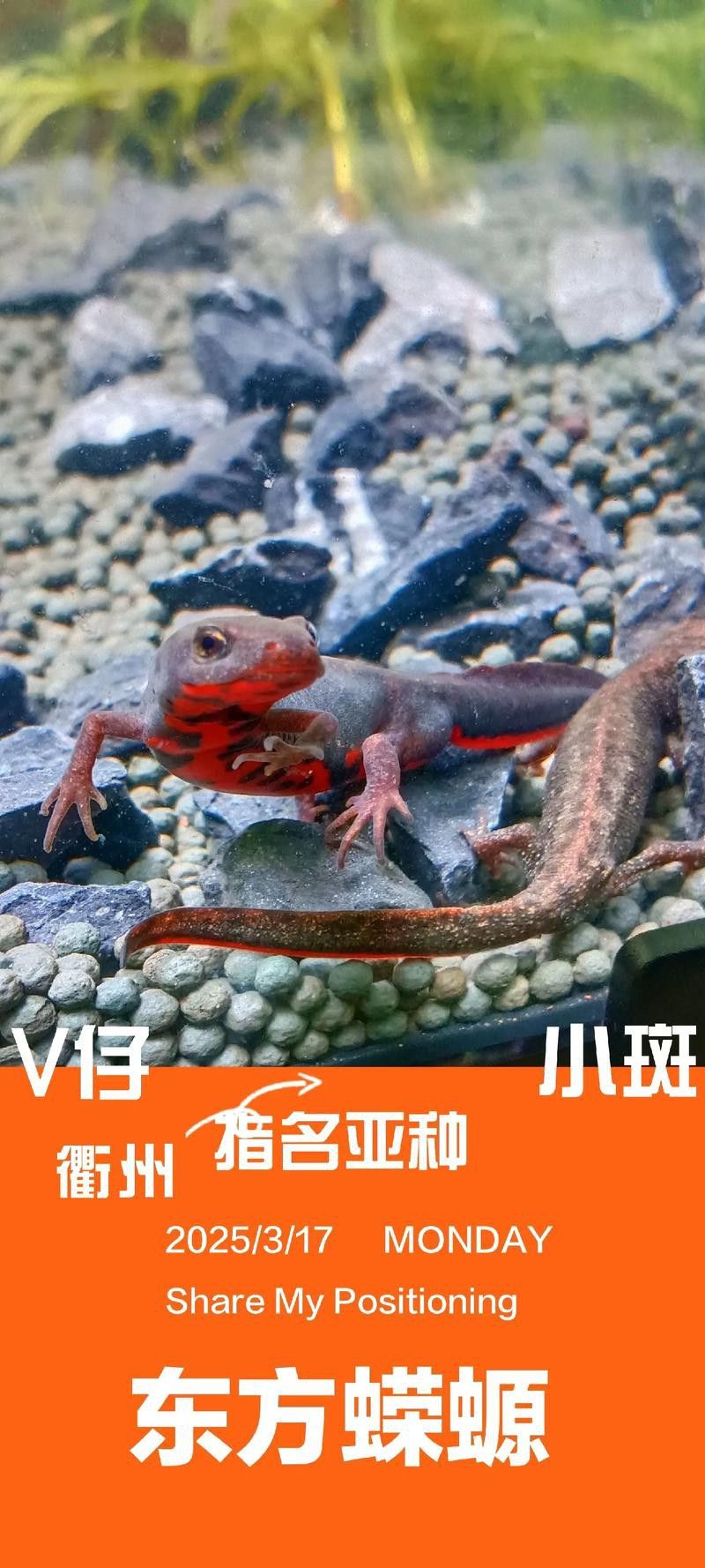 火龍魚可以和其他魚養在一起嗎圖片