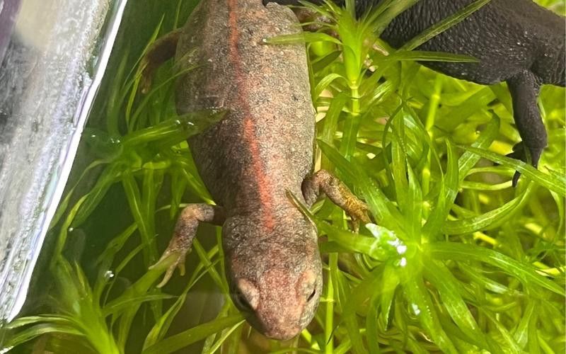 火龍魚可以和其他魚養在一起嗎圖片