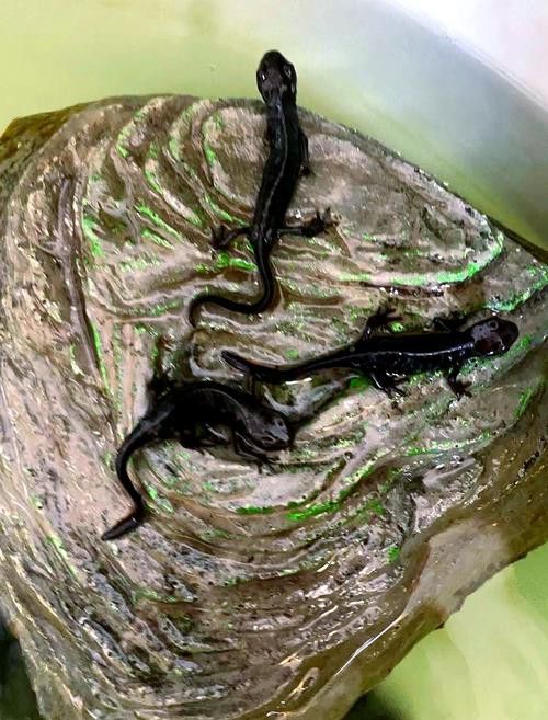 火龍魚可以和其他魚養在一起嗎圖片