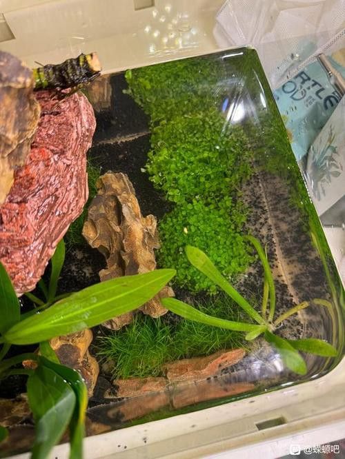 火龍魚可以和其他魚養在一起嗎圖片