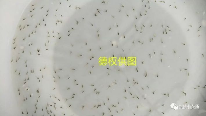 如何挑選健康雙線側魚苗：如何挑選健康的雙線側魚苗