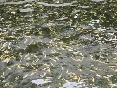 如何挑選健康雙線側魚苗：如何挑選健康的雙線側魚苗