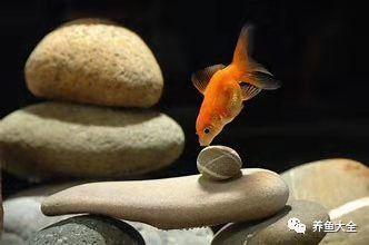 龍魚浮頭有哪些癥狀？
