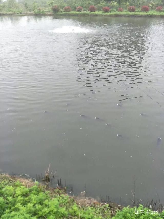 龍魚浮頭有哪些癥狀？