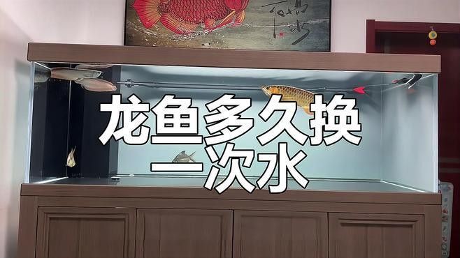 黑鱗龍魚換水后如何調(diào)整水質(zhì)？